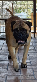 Maschio bullmastiff per MONTA