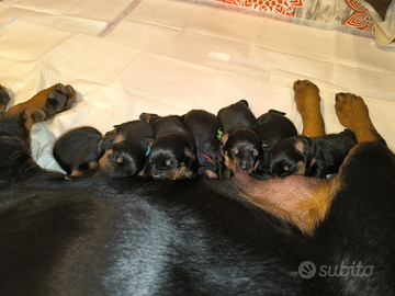 Cuccioli maschi di rottweiler