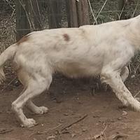 Prestigiosa cucciolata Setter Inglese