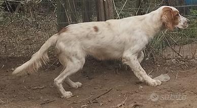 Prestigiosa cucciolata Setter Inglese