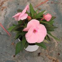 Set da 6 Impatiens Nuova Guinea – Mix di 6 Colori