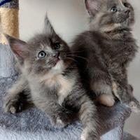 Cuccioli di Maine Coon