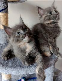 Cuccioli di Maine Coon