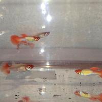 Coppie pure di guppy koy