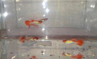 Coppie pure di guppy koy