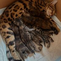 Cuccioli di gatti bengala incrociati con gatEurope