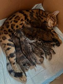 Cuccioli di gatti bengala incrociati con gatEurope