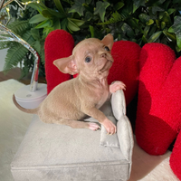 Chihuahua mini toy maschio PEDEGREE ENCI