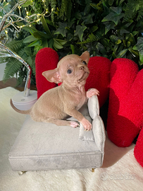 Chihuahua mini toy maschio PEDEGREE ENCI