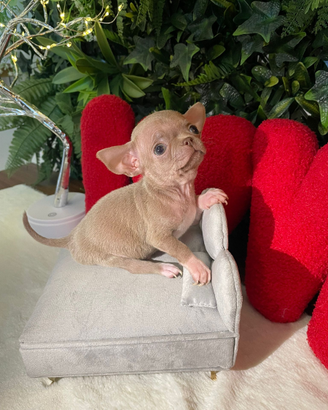 Chihuahua mini toy maschio PEDEGREE ENCI