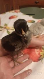 Araucana materiale fecondo