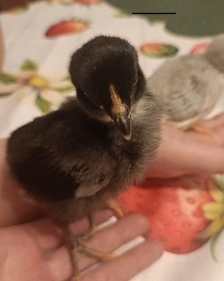 Araucana materiale fecondo