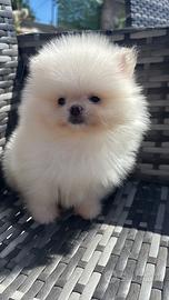 Pomerania