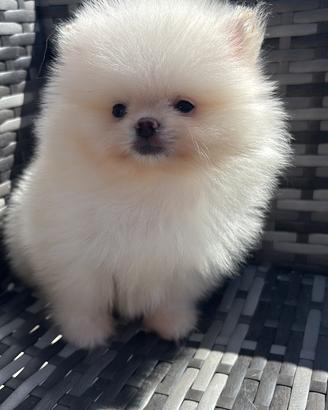 Pomerania