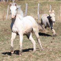 Puledra appaloosa 1 anno