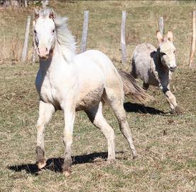 Puledra appaloosa 1 anno
