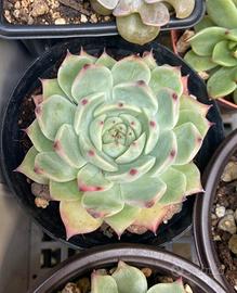 echeveria chihuahuensis 