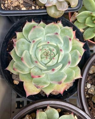 echeveria chihuahuensis 