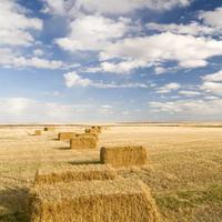 N.100 balle di fieno quadrate