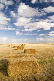 N.100 balle di fieno quadrate