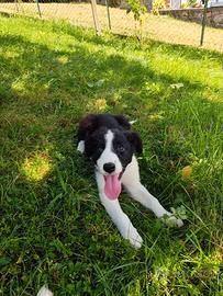 Cuccioli di Border Collie