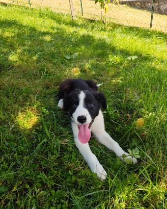 Cuccioli di Border Collie