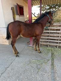 Cavallo
