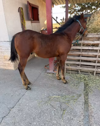 Cavallo puledro quarter
