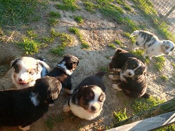 Pastore australiano cuccioli