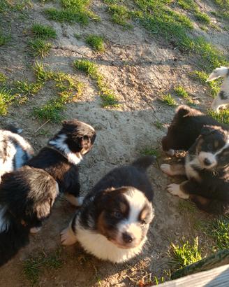 Pastore australiano cuccioli