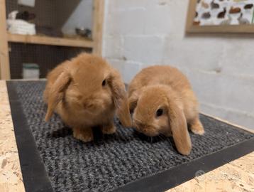 Bellisimi cuccioli ariete nani (Foto femmine)
