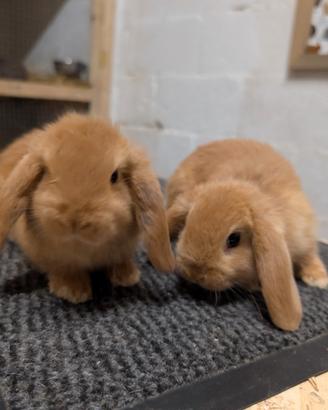 Bellisimi cuccioli ariete nani (Foto femmine)