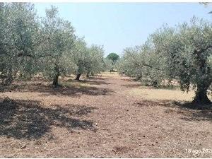 Tribunale di Marsala - RG 66/2025 Terreno in asta - Vista 4