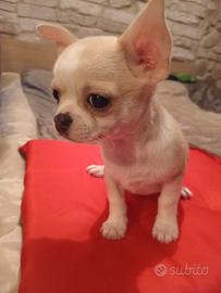Chihuahua maschietto Pedigree