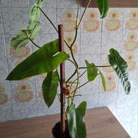 Piante tropicali da interno