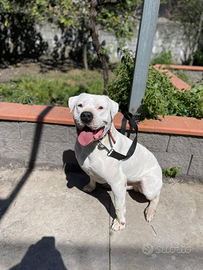 Dogo argentino