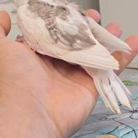 Calopsite pezzato perlato cinnamon