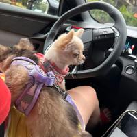 Chihuahua femmina e maschio