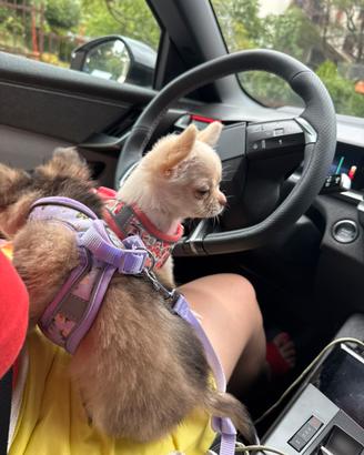 Chihuahua femmina e maschio