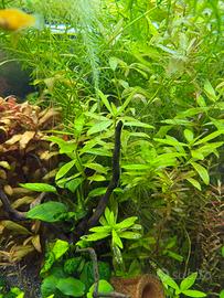 Piante per acquario