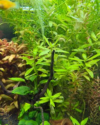 Piante per acquario