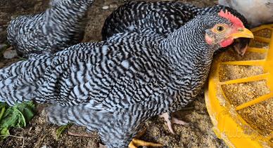 Gallo