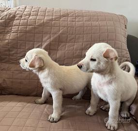 Cuccioli simillabrador