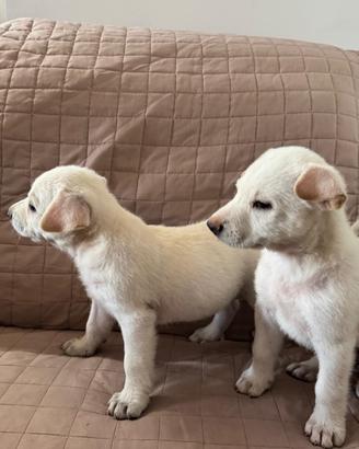 Cuccioli simillabrador