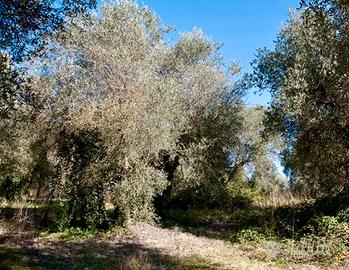 Oliveto - Terreno agricolo terrazzato a olivi