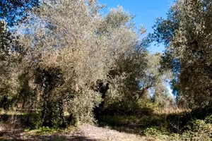 Oliveto - Terreno agricolo terrazzato a olivi