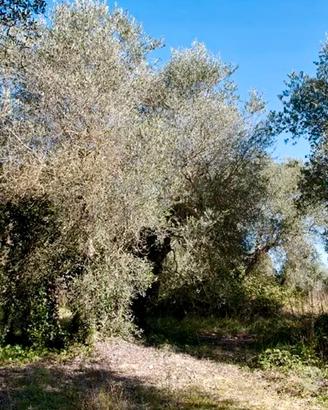 Oliveto - Terreno agricolo terrazzato a olivi