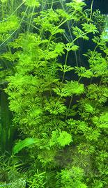 Sessiflora pianta acquario facile + omaggio