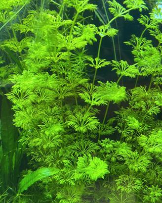 Sessiflora pianta acquario facile + omaggio