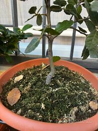 Pre Bonsai Leccio